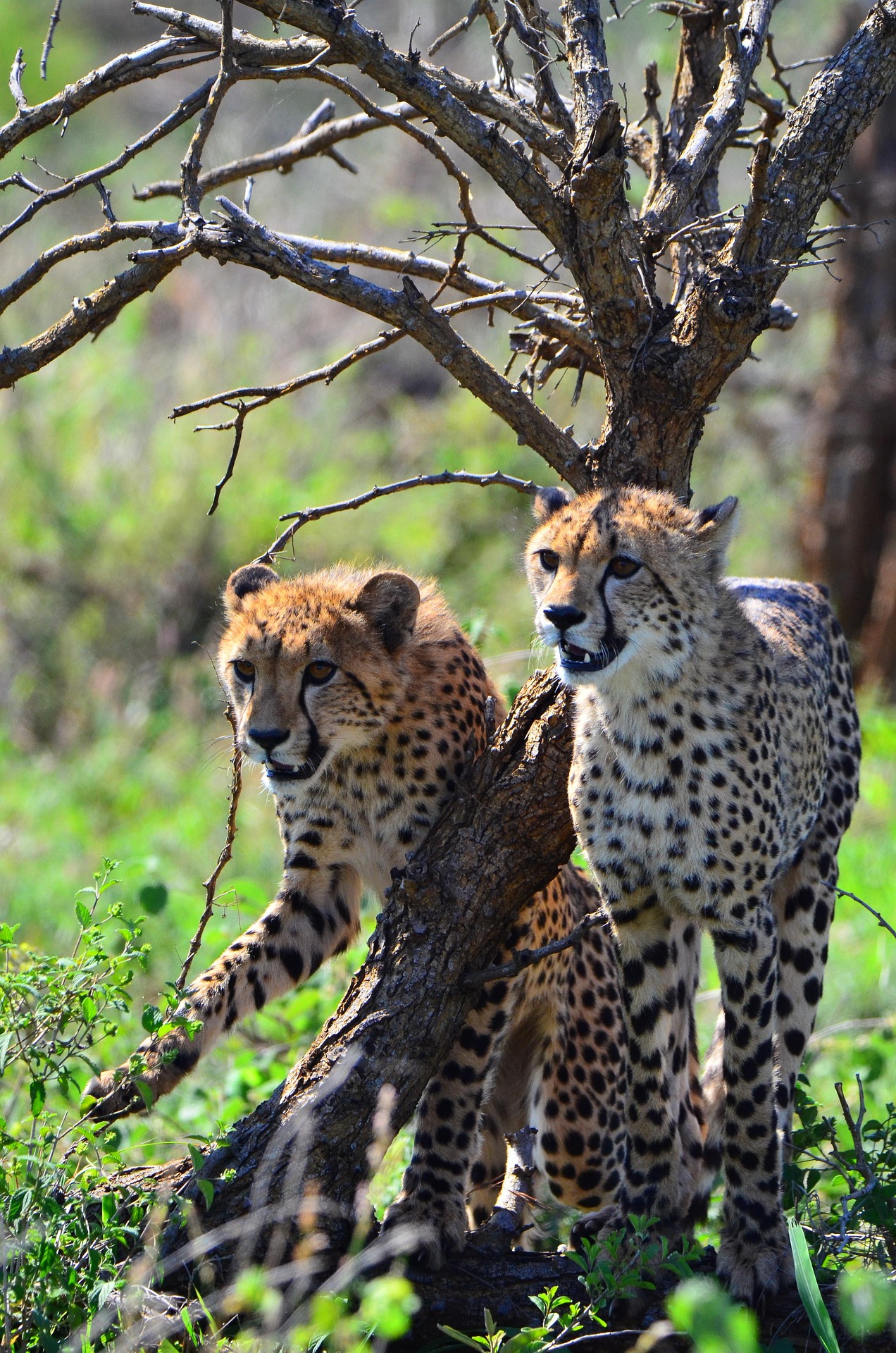 cheetah-4097849_1920