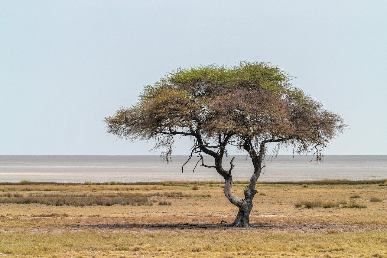 acacia-9565430_1280