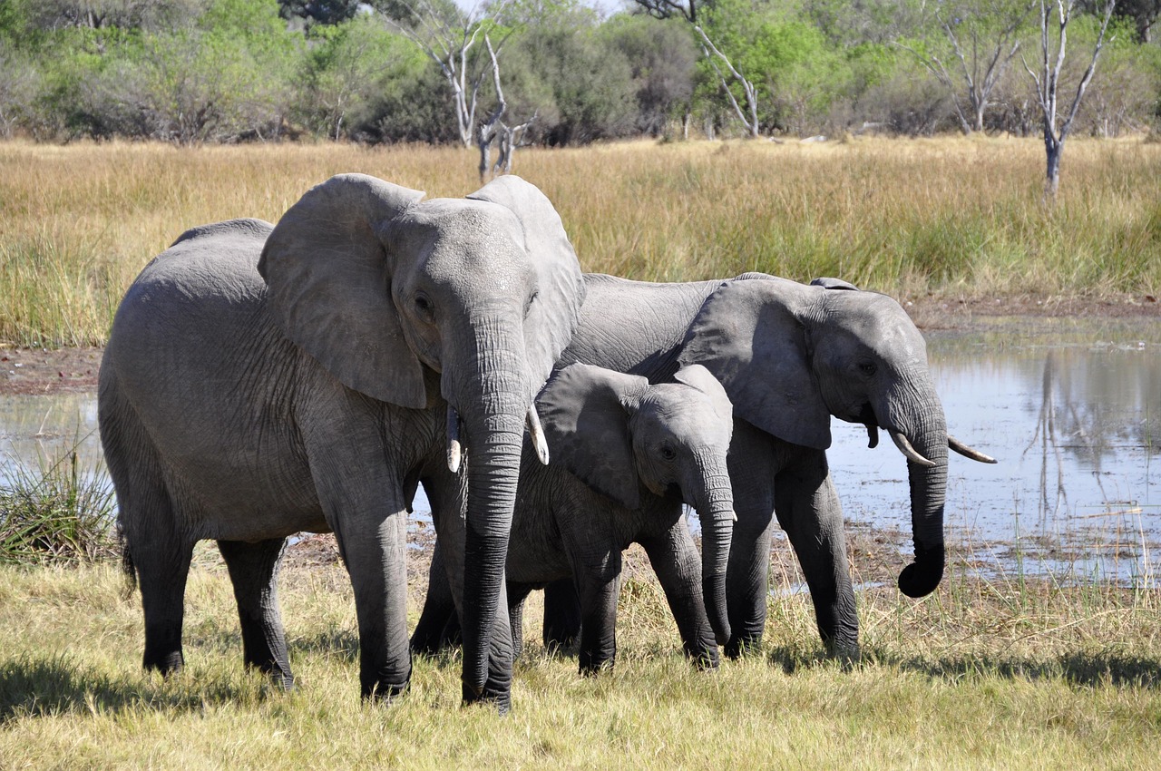 elephants-55255_1280
