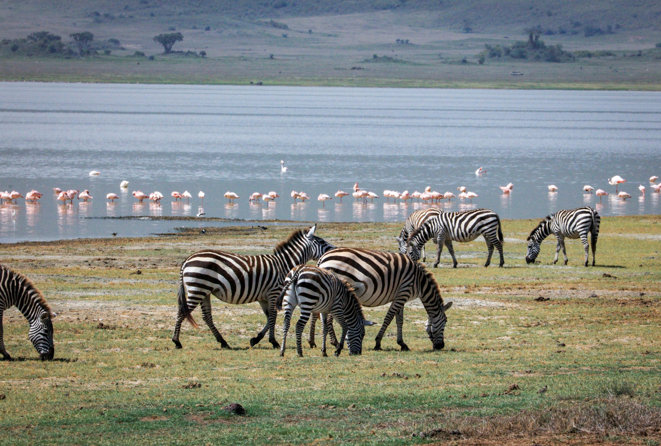 zebra migration Africa