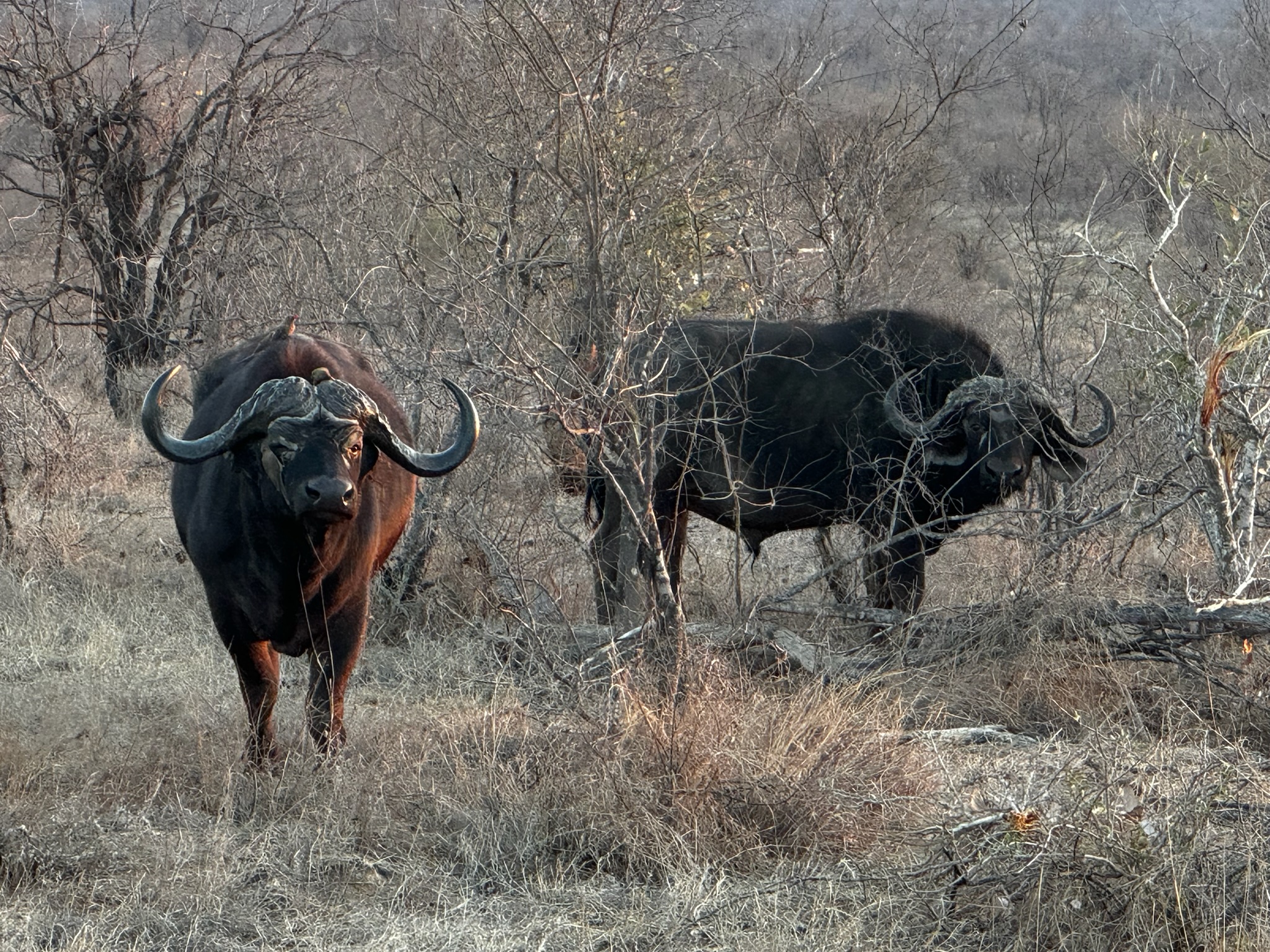 2 Buffalos