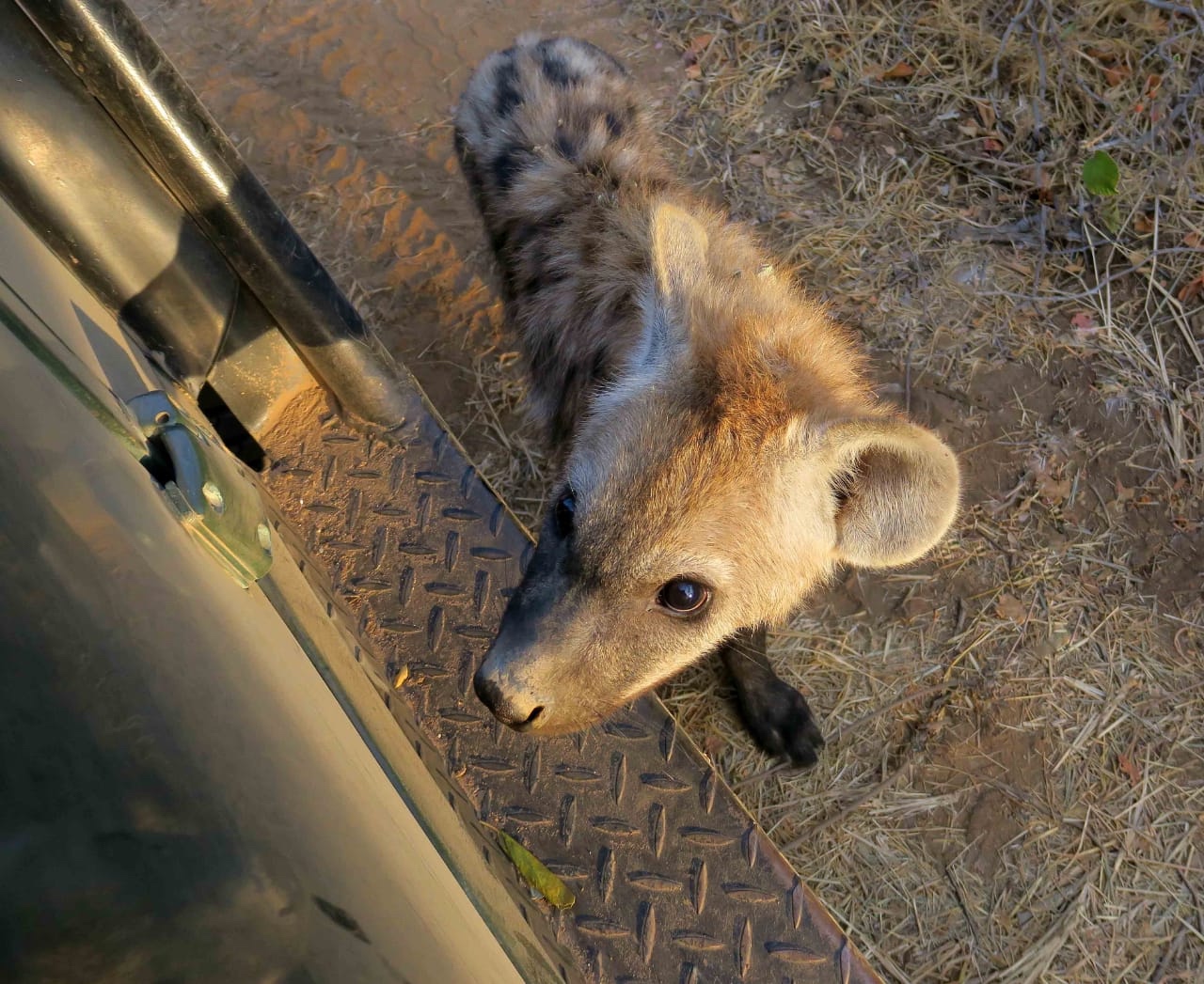 Baby Hyena