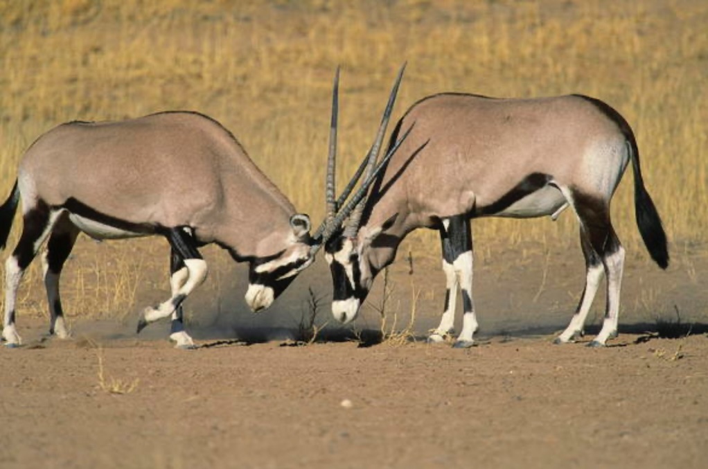 Gemsbok 2