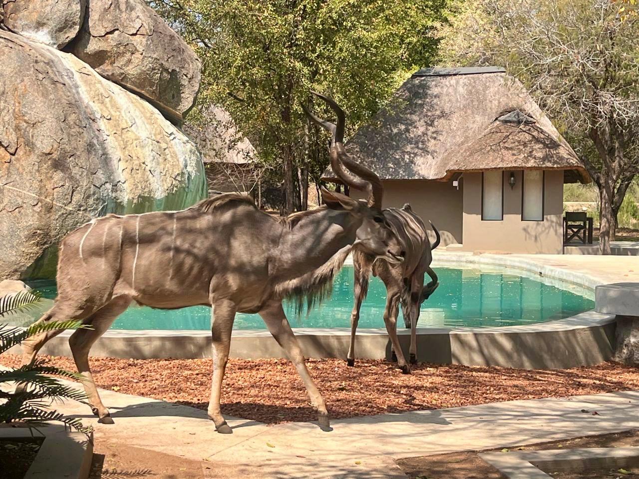 Kudu_Camp_1