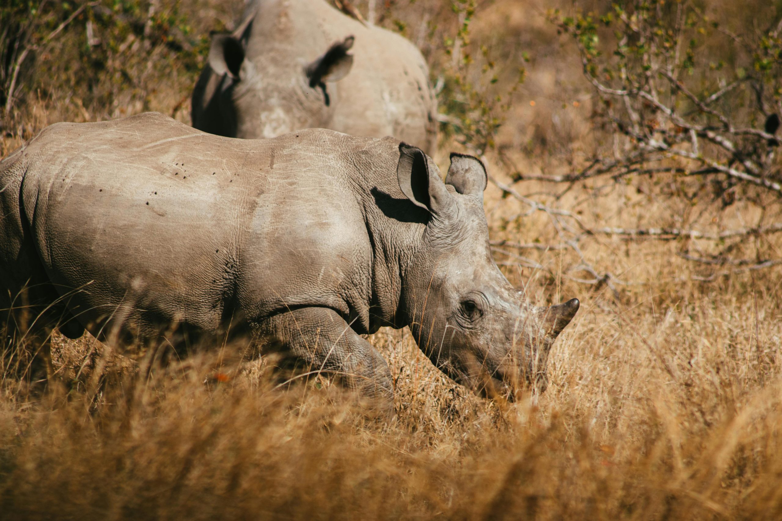 Rhino Tracking