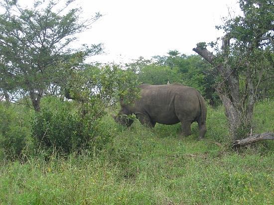 white-rhino-in-hlhuhluwe