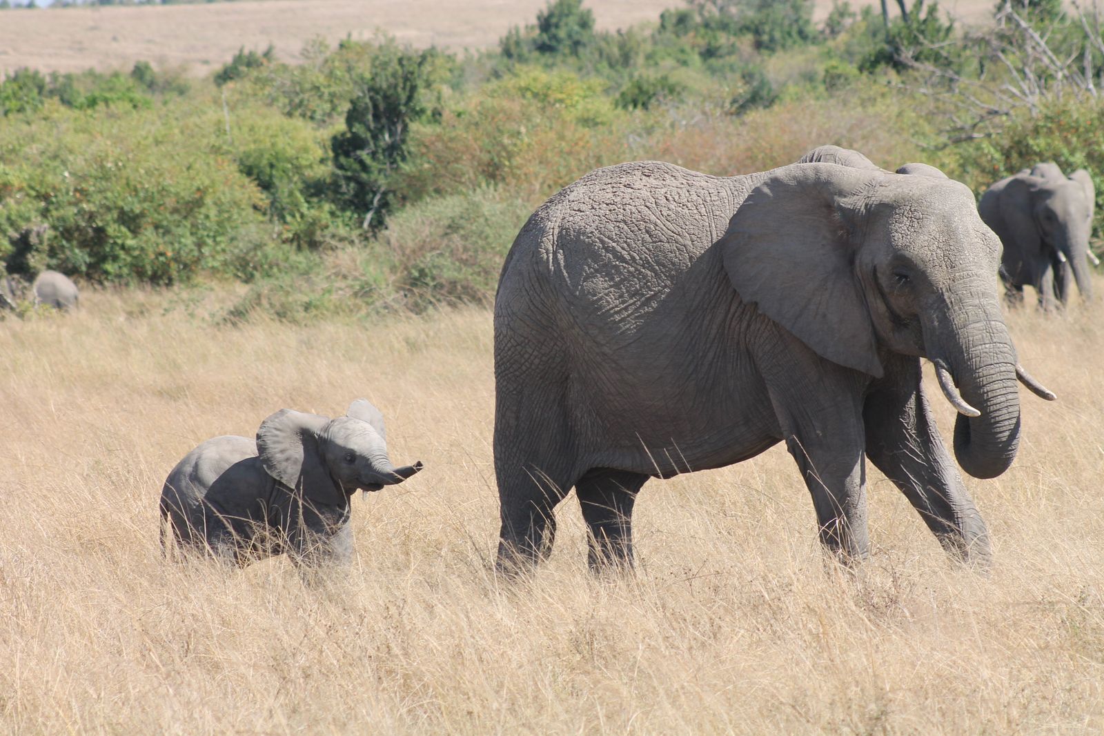 Baby elephant walking behind its mother on the savanna