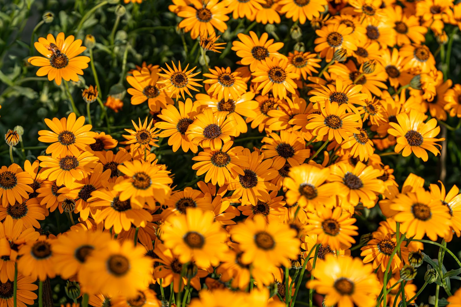 When the Desert Blooms: Your Guide to Namaqualand Flower Season