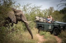 Elephant beside a safari vehicle