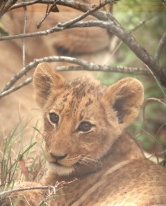 Lion cub in the bush