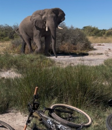 Elephant encountered during a cycle safari