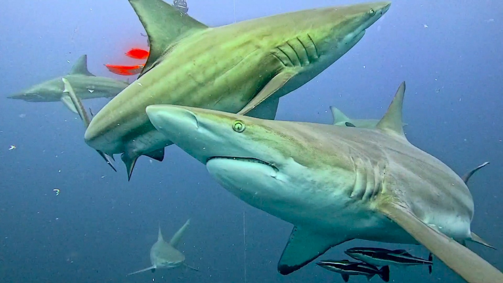 Sharks feeding on a bait ball during a dive at Protea Banks