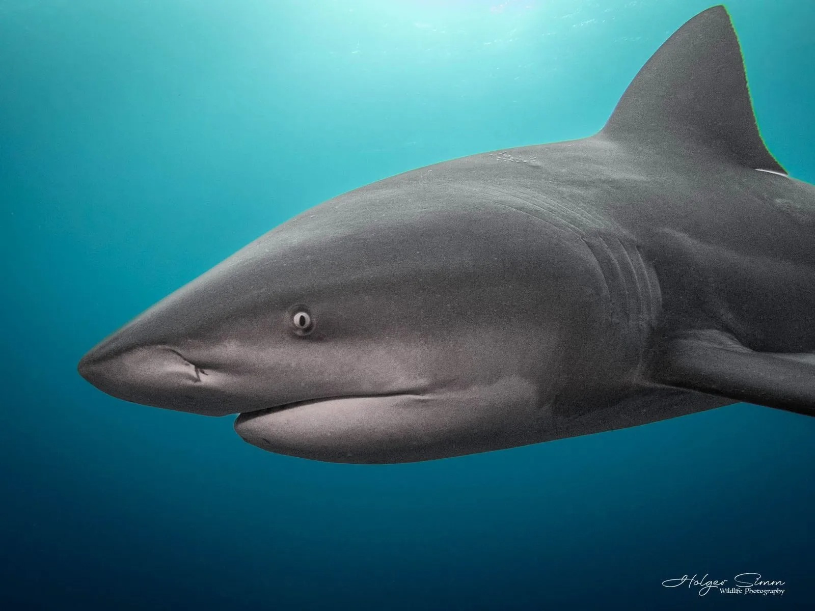 Underwater shark encounter at Protea Banks