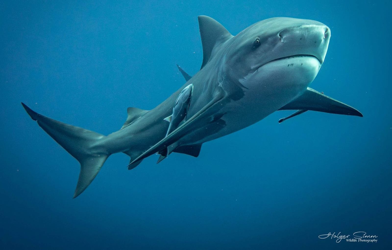 Diver with a ragged-tooth shark at Protea Banks