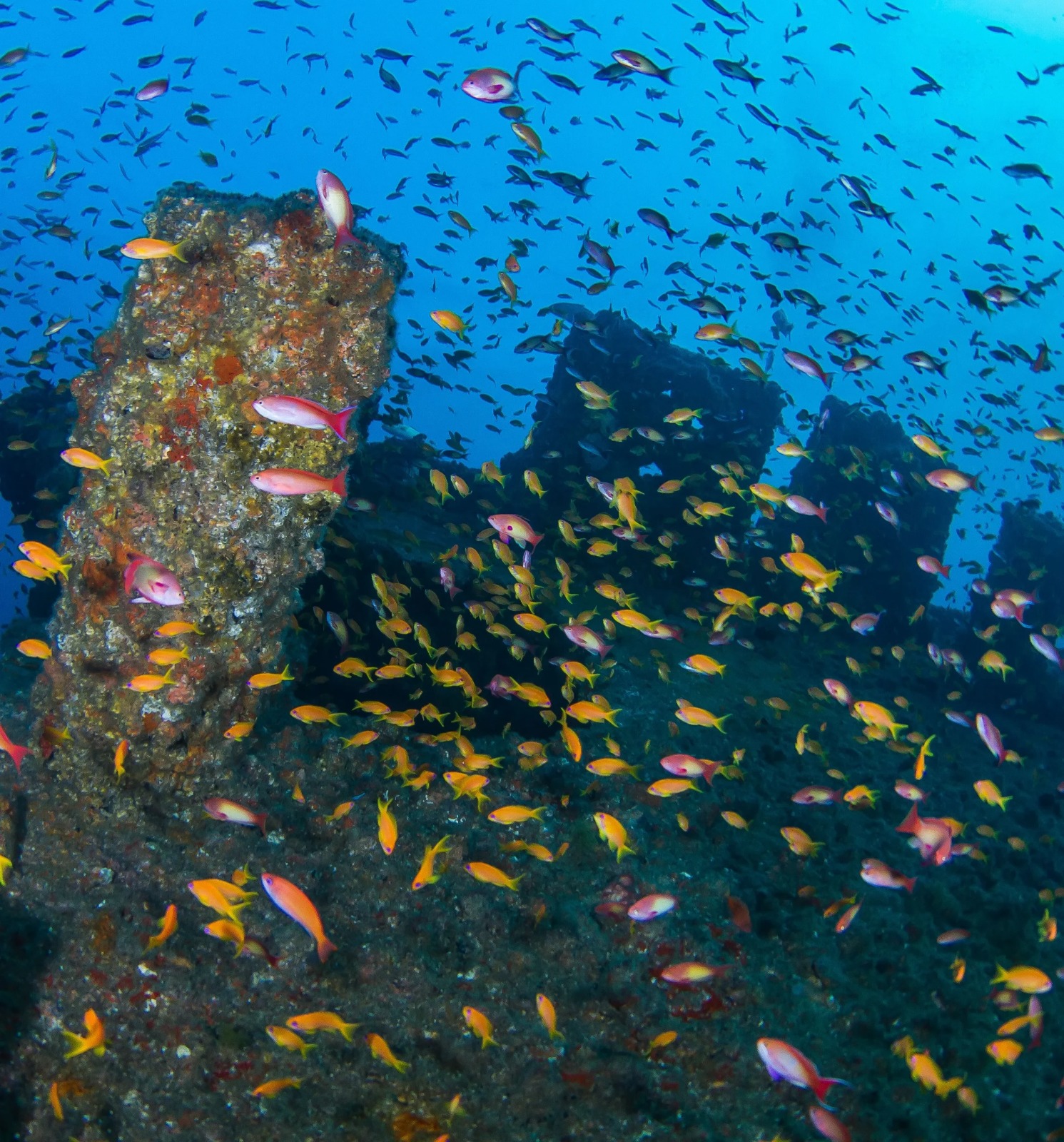 Ref dive with anthias among the wrecks at Protea Banks